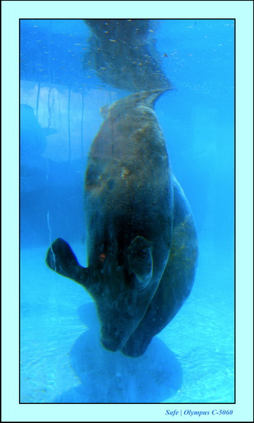 2005 - 11 - Itamaraca - lamentins 08.JPG